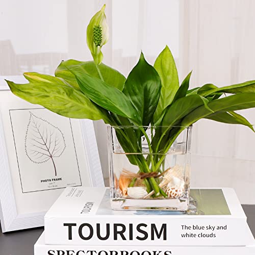 Comrzor Set of 6 Square Glass Vases 4" x 4" x 4", Clear Flower Vase, Plant Terrarium, Candle Holder for Wedding Centerpiece, Office Decorations, Home Décor, Parties and Events - Image 4