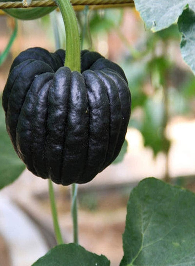 GGOOT 80pcs Pumpkin Seeds Special Black Peel Golden Flesh Unique Aroma Non-GMO Squash Varieties Suitable for Garden/Indoor Planting Harvest Every Year - Image 1