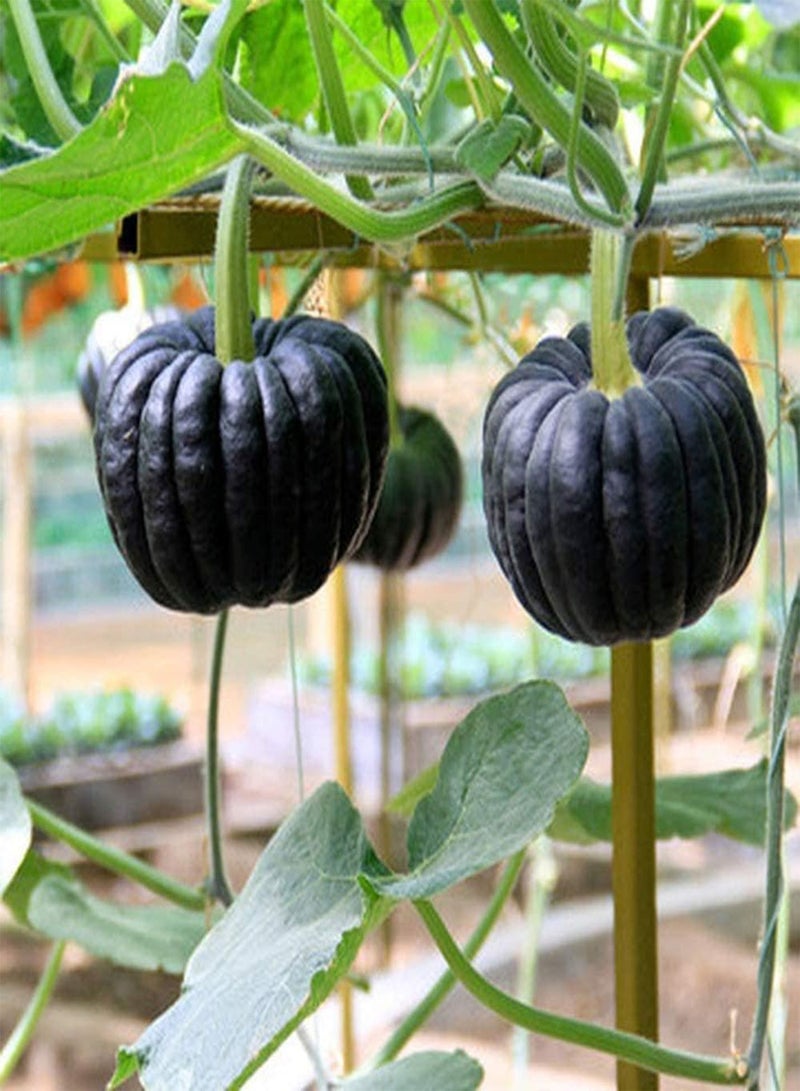 GGOOT 80pcs Pumpkin Seeds Special Black Peel Golden Flesh Unique Aroma Non-GMO Squash Varieties Suitable for Garden/Indoor Planting Harvest Every Year - Image 2