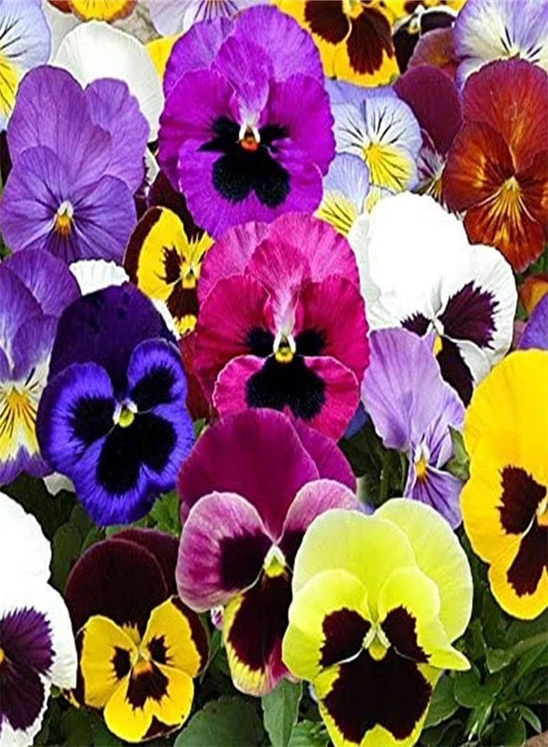 GGOOT Pansy Seeds UK/Can Be Preserved/Garden Gift Kit/Cute Pop Flower/Perennial Herb/Potted Garden Plants/Heirloom Garden Seeds-300 pcs - Image 1