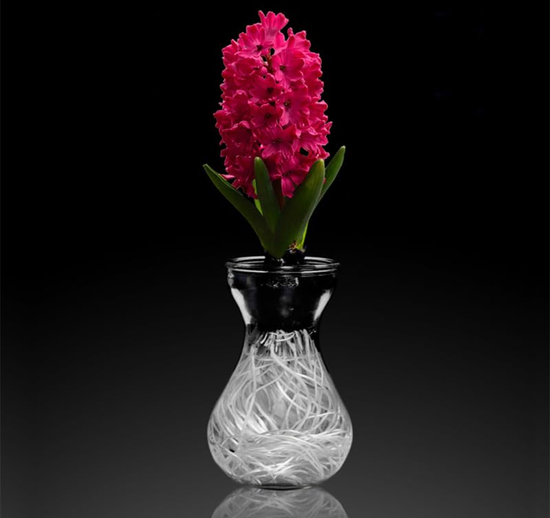 EWEIGEER Three Hydroponic Hyacinth Glass Vases,Home Decoration vase,DIY Interest Plant Cultivation Flower Bottles(Clear) - Image 2