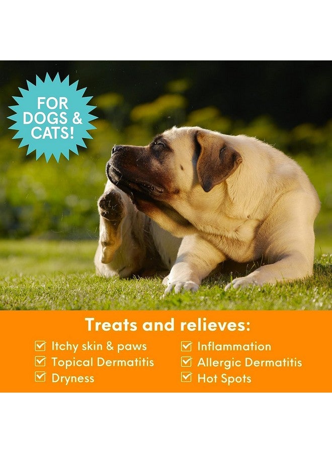 nootie Nootie Medicated Anti-itch Spray, Itch Relief & Skin Care for Dogs & Cats, Formulated for Veterinarians, Sold in over 10,000 Clinics & Stores Worldwide, 8 fl oz - Image 3