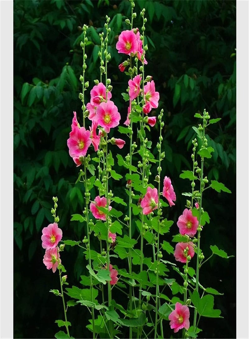 جي جوت بذور الخبازة/بذور داخلية وخارجية/يمكن أن تزهر بأعداد كبيرة/تثير حسد الجيران/بذور الزهور في المملكة المتحدة/استمتع بمتعة الزراعة/عشب معمر - Image 1