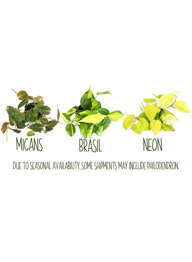 Plants for Pets نباتات باثوس الحية (4 عبوات) نباتات داخلية نباتات منزلية حية، نبات باثوس الحي، نبات المال، نبات باثوس للديكور الداخلي، نباتات اللبلاب الشيطاني الحية من نباتات للحيوانات الأليفة، أسود - Image 5