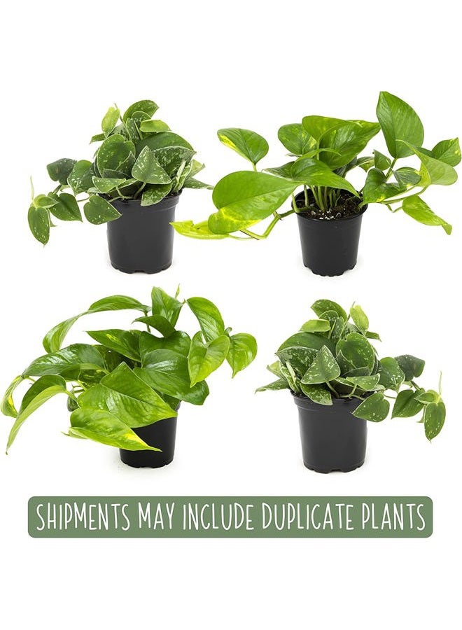 Plants for Pets نباتات باثوس الحية (4 عبوات) نباتات داخلية نباتات منزلية حية، نبات باثوس الحي، نبات المال، نبات باثوس للديكور الداخلي، نباتات اللبلاب الشيطاني الحية من نباتات للحيوانات الأليفة، أسود - Image 3