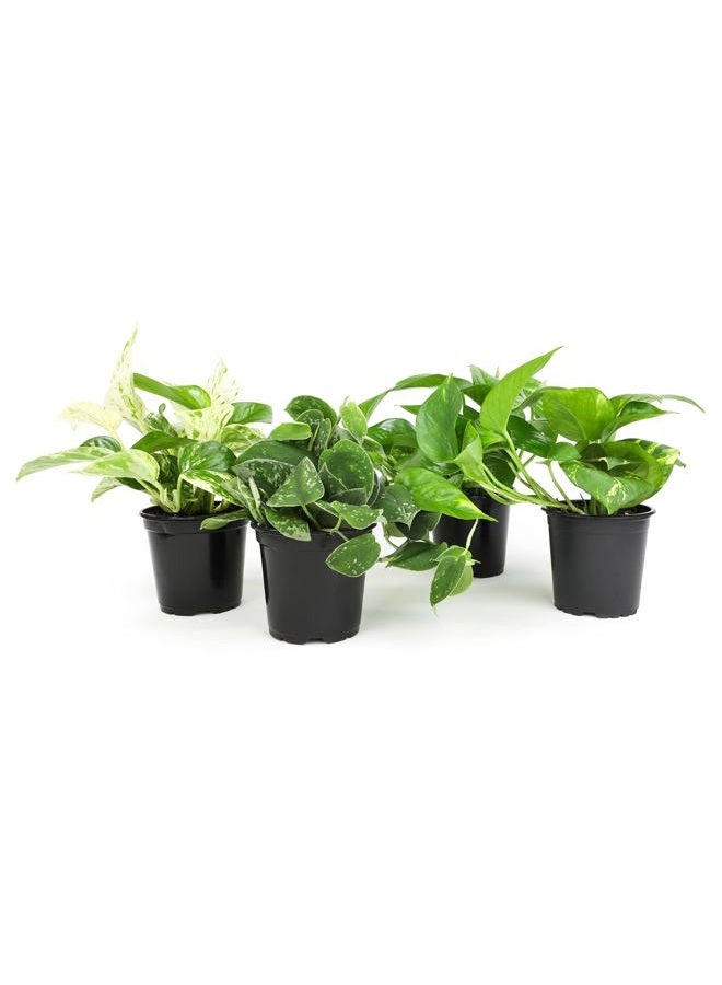 Plants for Pets نباتات باثوس الحية (4 عبوات) نباتات داخلية نباتات منزلية حية، نبات باثوس الحي، نبات المال، نبات باثوس للديكور الداخلي، نباتات اللبلاب الشيطاني الحية من نباتات للحيوانات الأليفة، أسود - Image 1