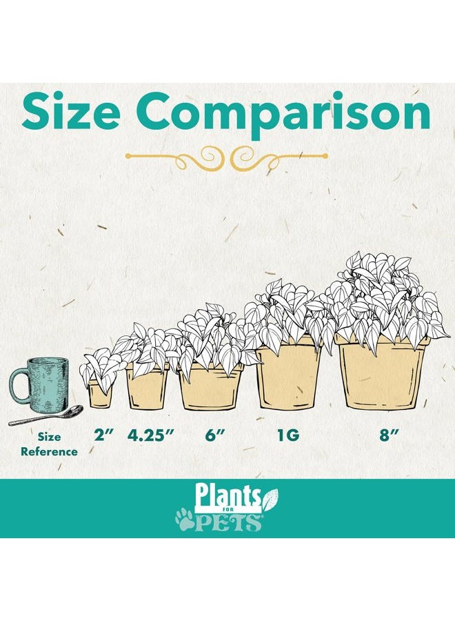 Plants for Pets نباتات باثوس الحية (4 عبوات) نباتات داخلية نباتات منزلية حية، نبات باثوس الحي، نبات المال، نبات باثوس للديكور الداخلي، نباتات اللبلاب الشيطاني الحية من نباتات للحيوانات الأليفة، أسود - Image 2