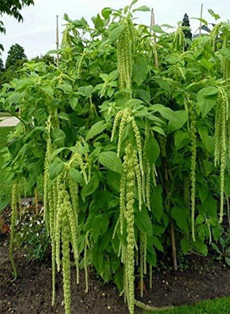 GGOOT 50 Seeds of Amaranthus Caudatus Green Foxtail Love Lies Bleeding - Image 2