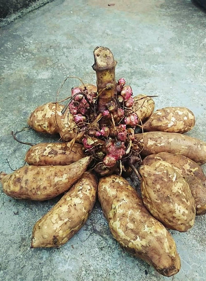 GGOOT snow lotus Yacon Smallanthus sonchifolius 2 Fresh root for growing  - Image 1