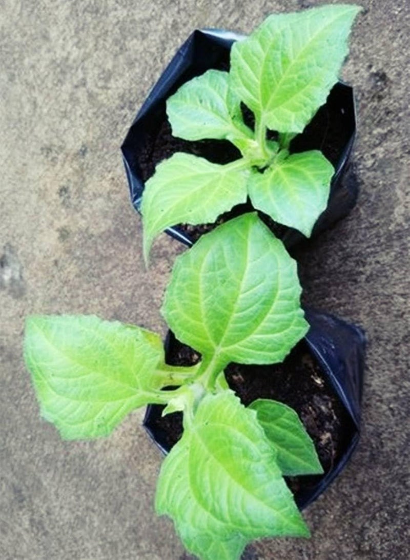 GGOOT snow lotus Yacon Smallanthus sonchifolius 2 Fresh root for growing  - Image 5
