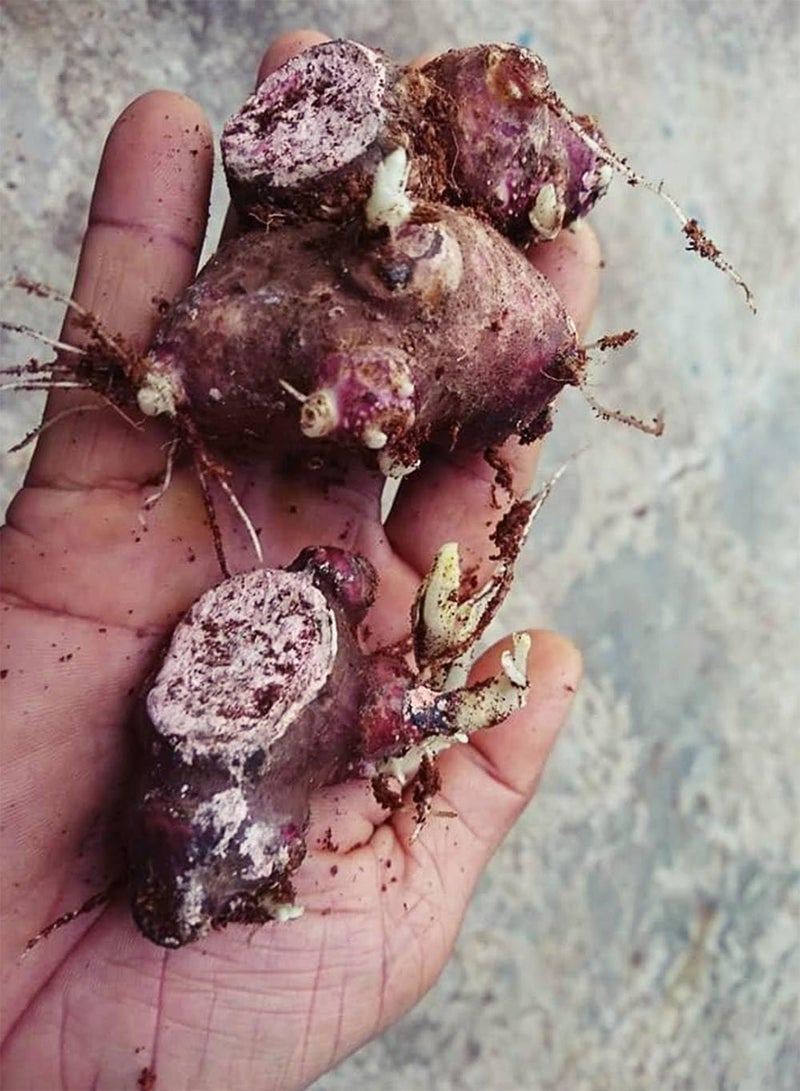 GGOOT snow lotus Yacon Smallanthus sonchifolius 2 Fresh root for growing  - Image 3
