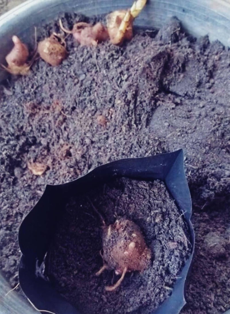 GGOOT snow lotus Yacon Smallanthus sonchifolius 2 Fresh root for growing  - Image 4