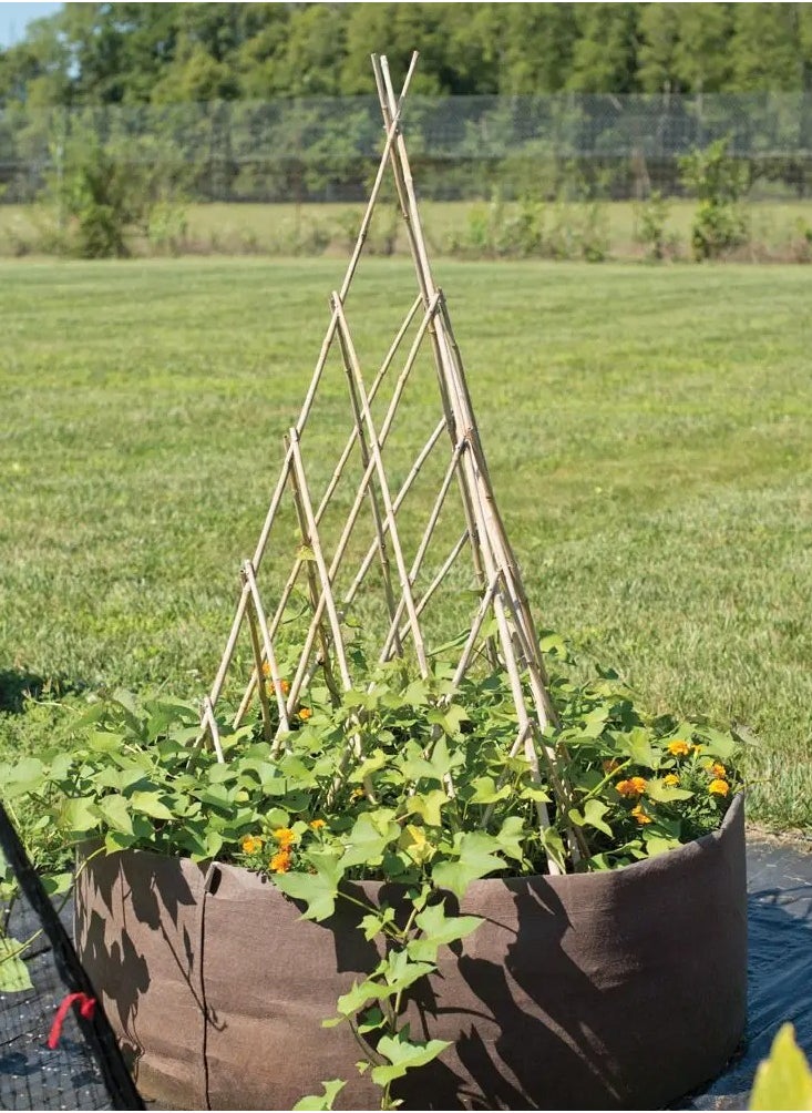 HOME TASTE - TOMSUN 60 Cm 10 Pcs Natural Bamboo Plant Support Stakes: Versatile Floral and Garden Wooden Sticks for Indoor and Outdoor Plants - Image 1