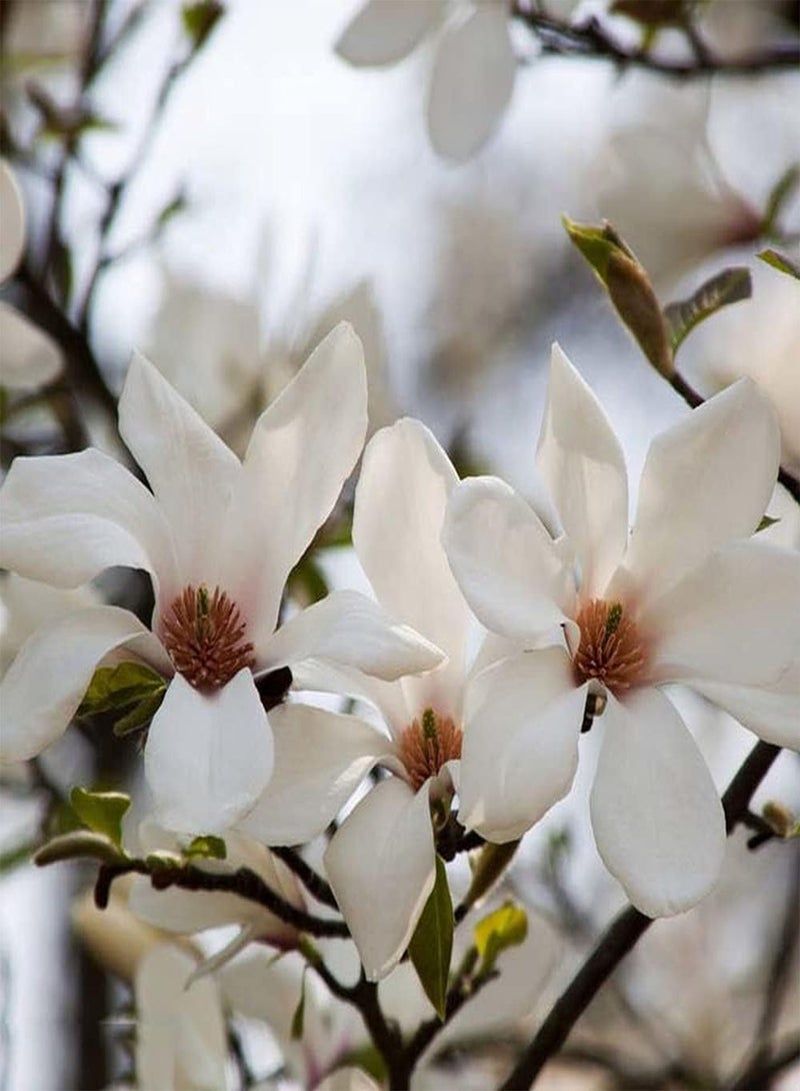 GGOOT 100Pcs Magnolia Seeds Rare Variety Pure White Eye-catching Fragrance Flowers Symbol of Spring Ornamental Bouquet Easy to Plant Suitable for Novice Gardener - Image 3