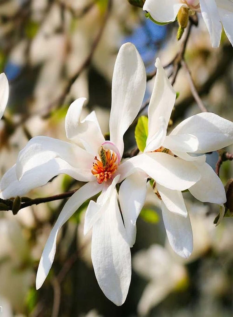 GGOOT 100Pcs Magnolia Seeds Rare Variety Pure White Eye-catching Fragrance Flowers Symbol of Spring Ornamental Bouquet Easy to Plant Suitable for Novice Gardener - Image 2
