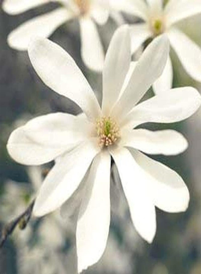 GGOOT 100Pcs Magnolia Seeds Rare Variety Pure White Eye-catching Fragrance Flowers Symbol of Spring Ornamental Bouquet Easy to Plant Suitable for Novice Gardener - Image 1