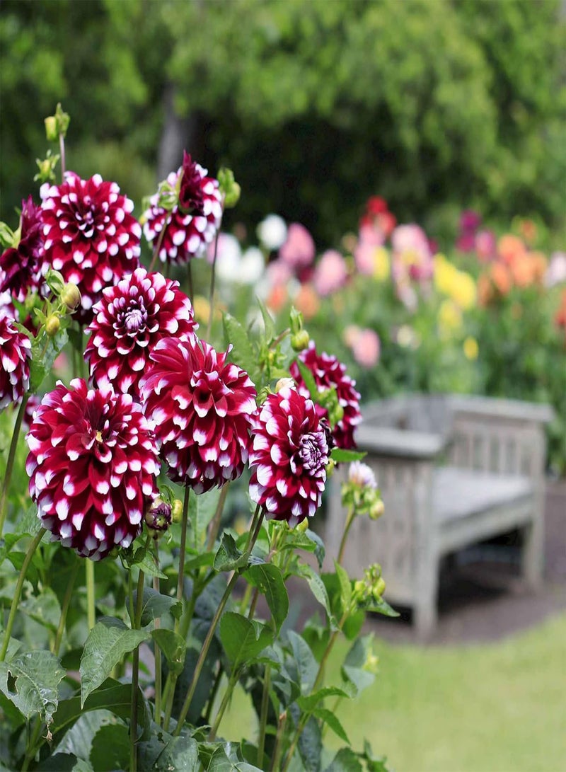 GGOOT 30+ Rainbow Dahlia Seeds for Planting - Perennial Rare Varieties Dahlia Seeds Blender Beautiful Flowers Seeds  - Image 5