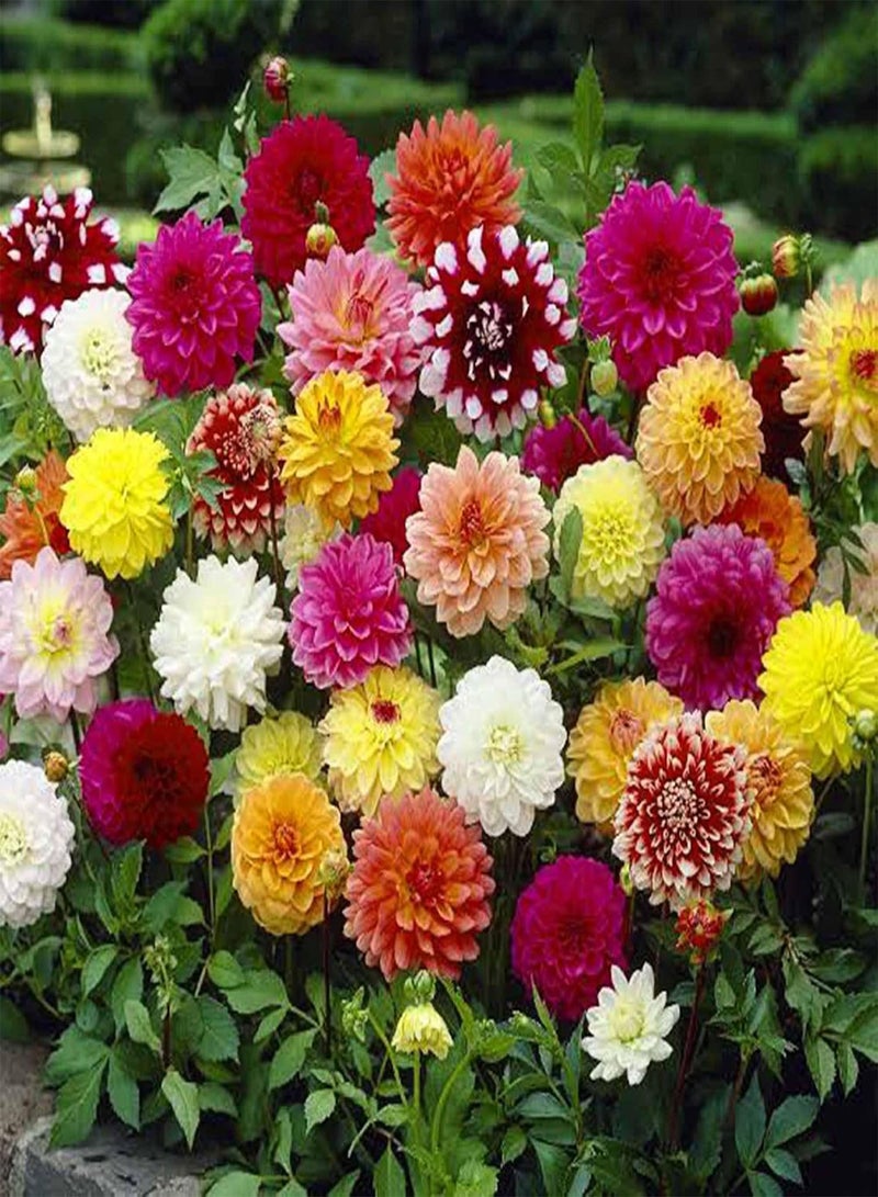 GGOOT 30+ Rainbow Dahlia Seeds for Planting - Perennial Rare Varieties Dahlia Seeds Blender Beautiful Flowers Seeds  - Image 1