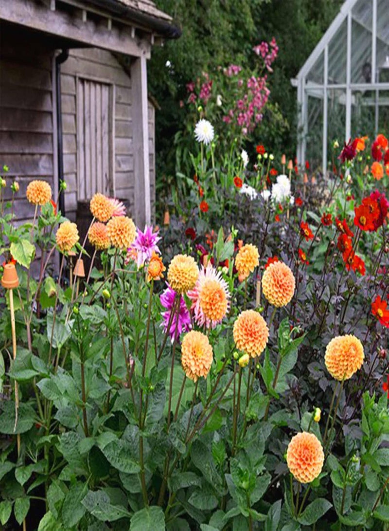 GGOOT 30+ Rainbow Dahlia Seeds for Planting - Perennial Rare Varieties Dahlia Seeds Blender Beautiful Flowers Seeds  - Image 4