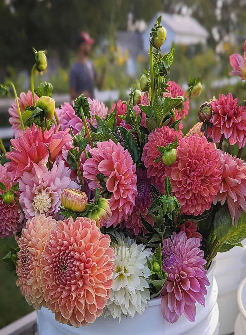 GGOOT 30+ Rainbow Dahlia Seeds for Planting - Perennial Rare Varieties Dahlia Seeds Blender Beautiful Flowers Seeds  - Image 3