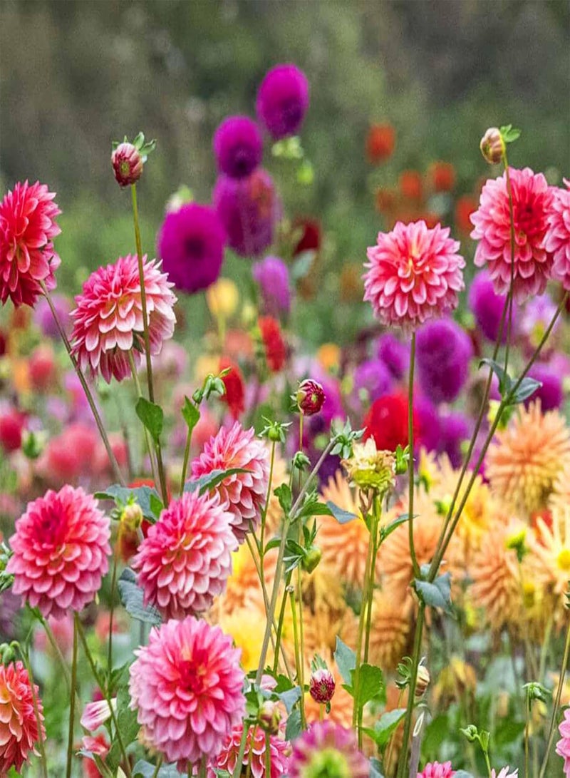 GGOOT 30+ Rainbow Dahlia Seeds for Planting - Perennial Rare Varieties Dahlia Seeds Blender Beautiful Flowers Seeds  - Image 2