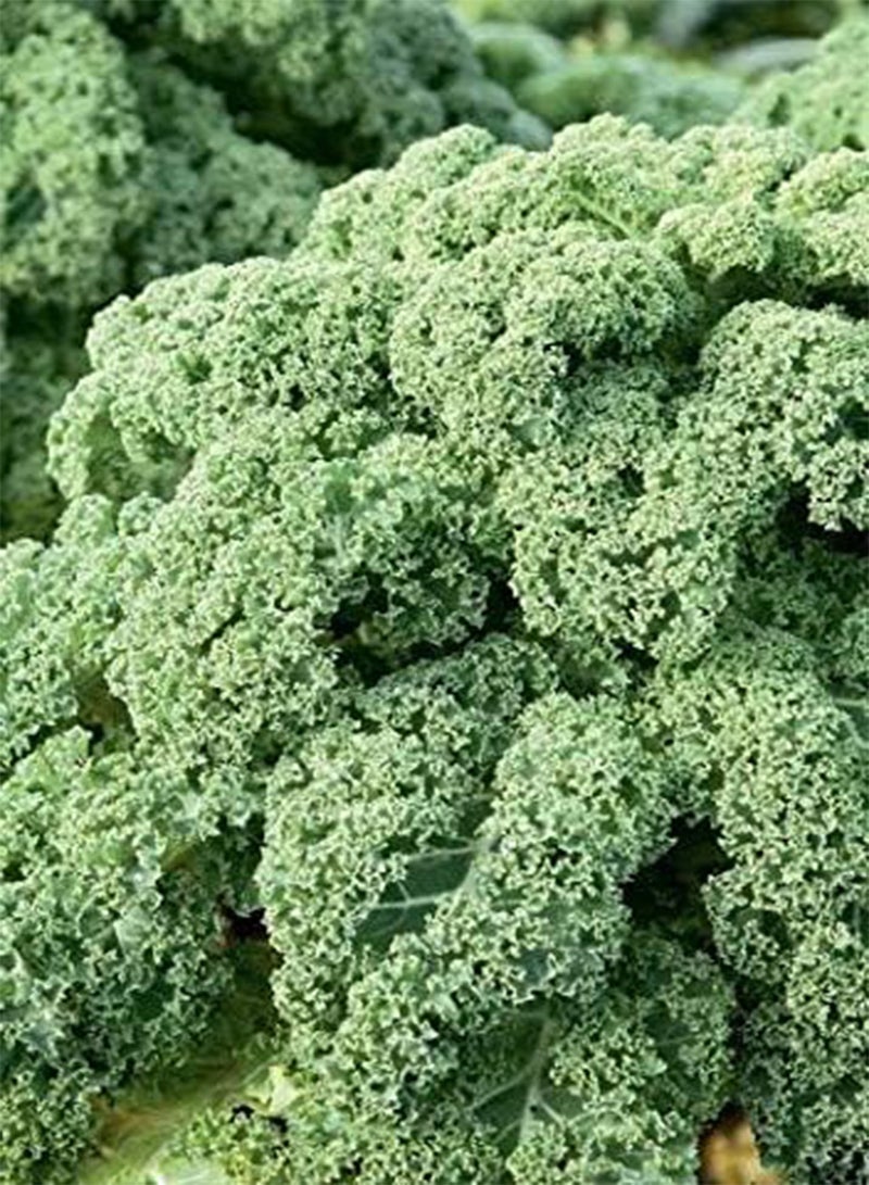 GGOOT Seeds of Vegetables Kale Seeds F1 Reflex