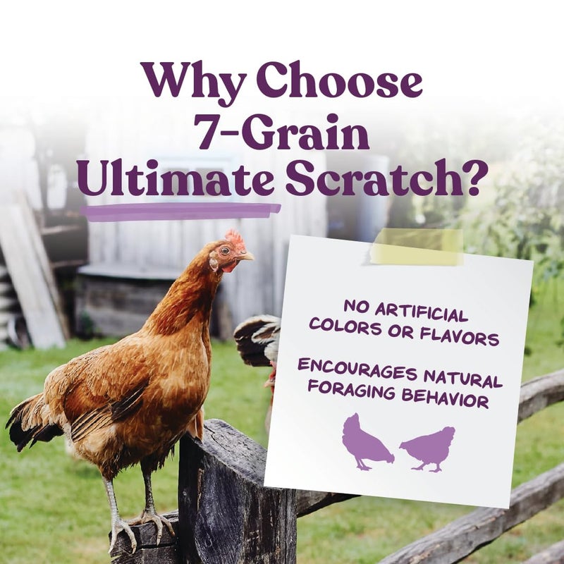 Manna Pro 7-Grain Ultimate Chicken Scratch â€“ Non-GMO Scratch Grain Treat for Chickens, Hens and Other Birds â€“ Natural Multigrain Blend for Poultry and Backyard Flocks â€“ 10 lb Bag - Image 2