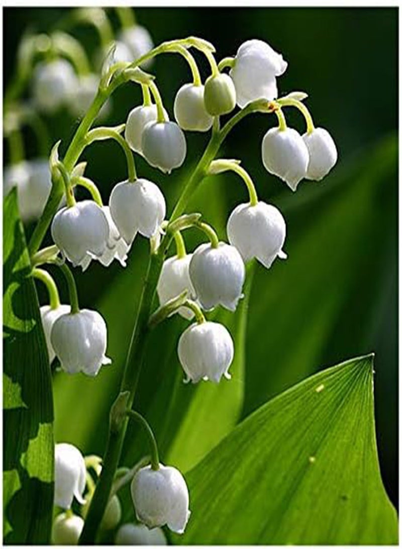 GGOOT 10 Very Large, Plump Lily of The Valley Plant Pips with Roots