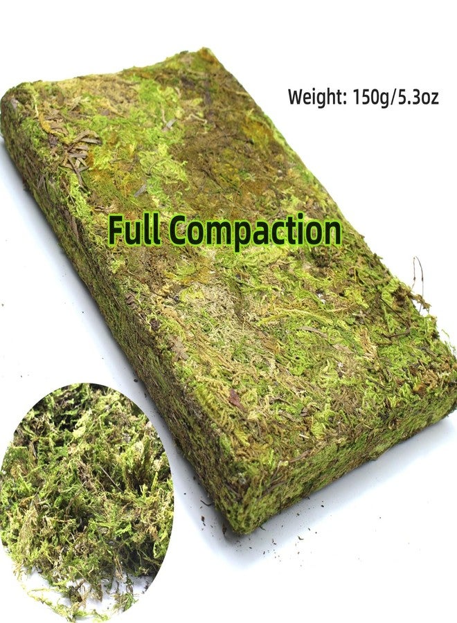 DoubleWood Natural Forest Moss for Small Pets, 5.2 oz Artificial Moss, Decorative Bedding and Nesting Material for Hamsters, Gerbils, Mice, Degus or Other Small Animal (5.2 oz) - Image 2