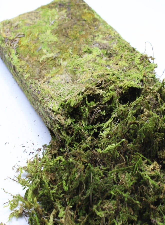 DoubleWood Natural Forest Moss for Small Pets, 5.2 oz Artificial Moss, Decorative Bedding and Nesting Material for Hamsters, Gerbils, Mice, Degus or Other Small Animal (5.2 oz) - Image 1