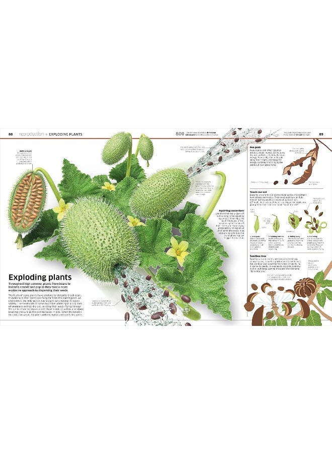 Knowledge Encyclopedia Plants and Fungi!: Our Growing World as You've Never Seen It Before  - Image 5