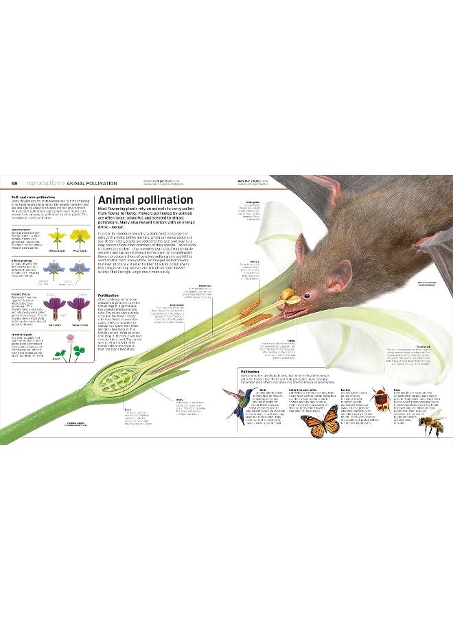Knowledge Encyclopedia Plants and Fungi!: Our Growing World as You've Never Seen It Before  - Image 4