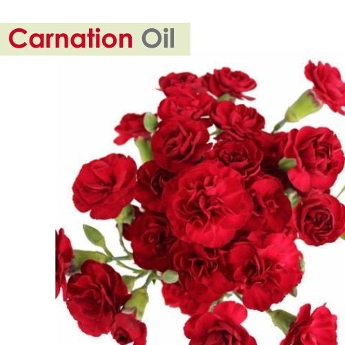 Salvia Carnation (Dianthus Caryophyllus) Oil - 15ml/0.507Fl Oz with Dropper - Image 2