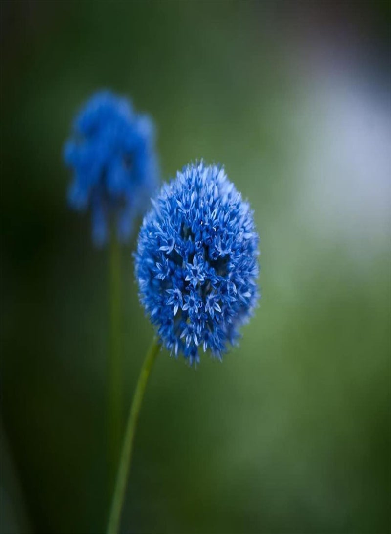 GGOOT 10pcs Blauwe Alliumbollen Geschikt Schikken Bloem Grenzen Gazon Randen Maken Omgeving Mooier Creëer Unieke Artistieke Landschappen - Image 2