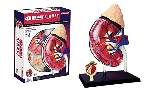 TEDCO 4D Master Human Anatomy Kidney Model Kit, One Color - Image 1
