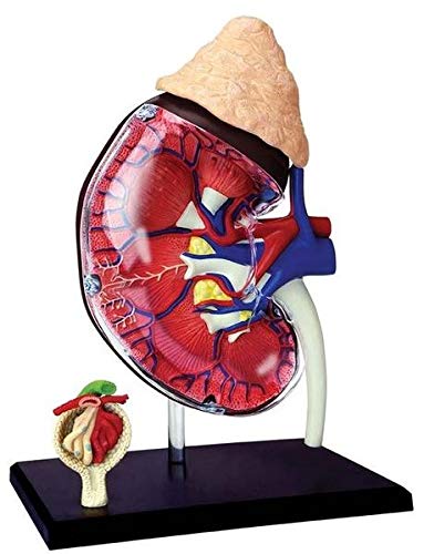 TEDCO 4D Master Human Anatomy Kidney Model Kit, One Color - Image 3