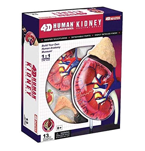 TEDCO 4D Master Human Anatomy Kidney Model Kit, One Color - Image 2