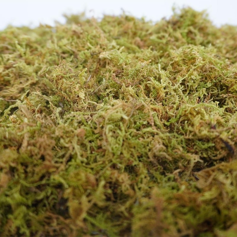 Begeterday 150g Pure Natural Forest Moss for Hamsters Bedding Nesting, Small Animal Habitat Decoration, Good for Hamster Cages Accessories - Image 5