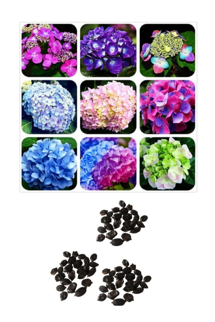 30Pcs Hydrangea Seeds Neutral Soil Easy to Plant Fast Growing Attractive Bonsai Flower Seeds for Balcony Hydrangea Seeds - Image 1