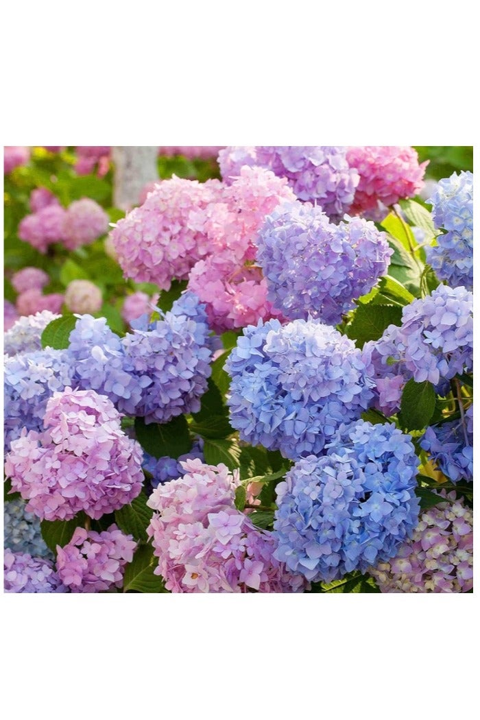 30Pcs Hydrangea Seeds Neutral Soil Easy to Plant Fast Growing Attractive Bonsai Flower Seeds for Balcony Hydrangea Seeds - Image 4