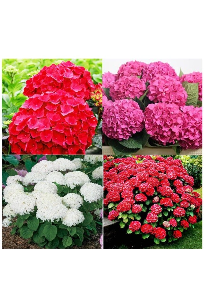 30Pcs Hydrangea Seeds Neutral Soil Easy to Plant Fast Growing Attractive Bonsai Flower Seeds for Balcony Hydrangea Seeds - Image 3