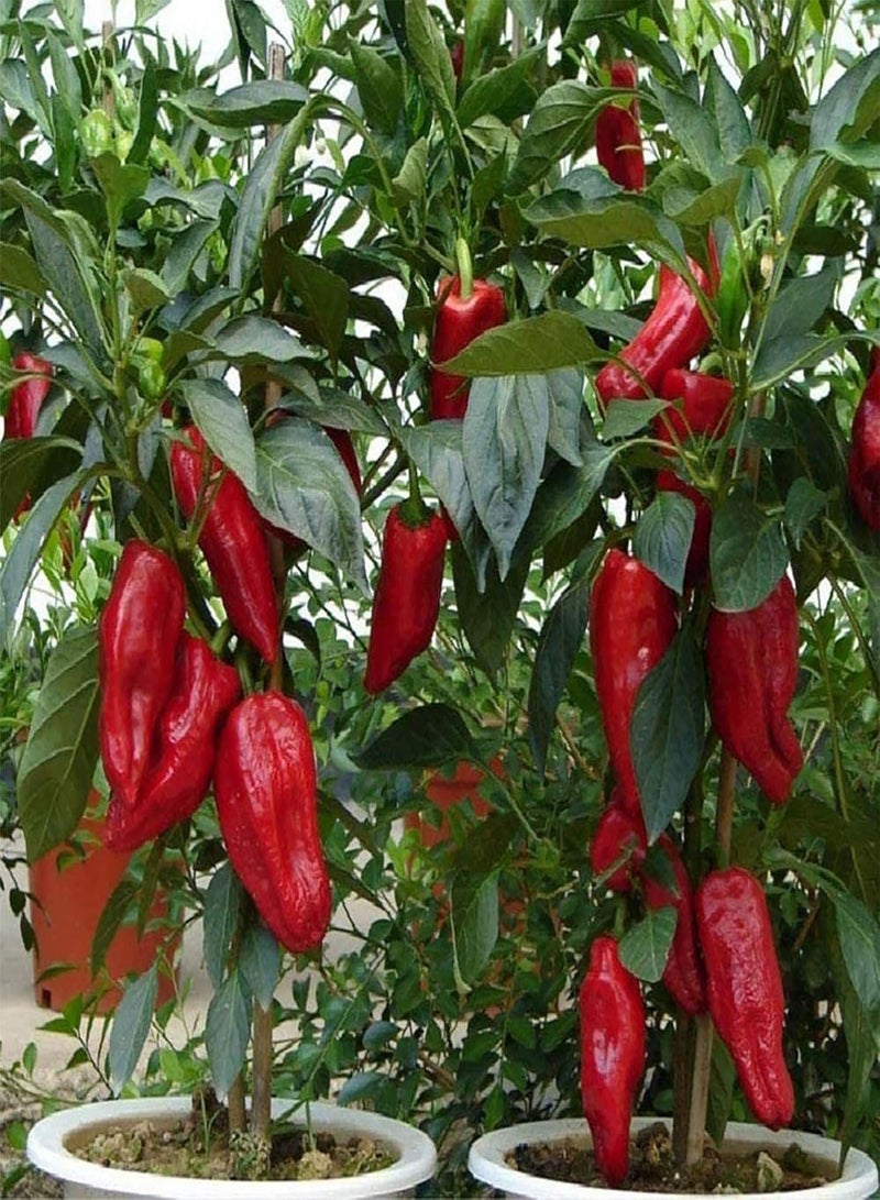 GGOOT 100pcs Seeds Fresh Fast Growing Sweet Mixed Vegetable Seeds for Garden - Mixed Vegetable Seeds - Flower Seeds Vegetable Seeds Fruit Seeds Garden Plant Seeds - Image 4