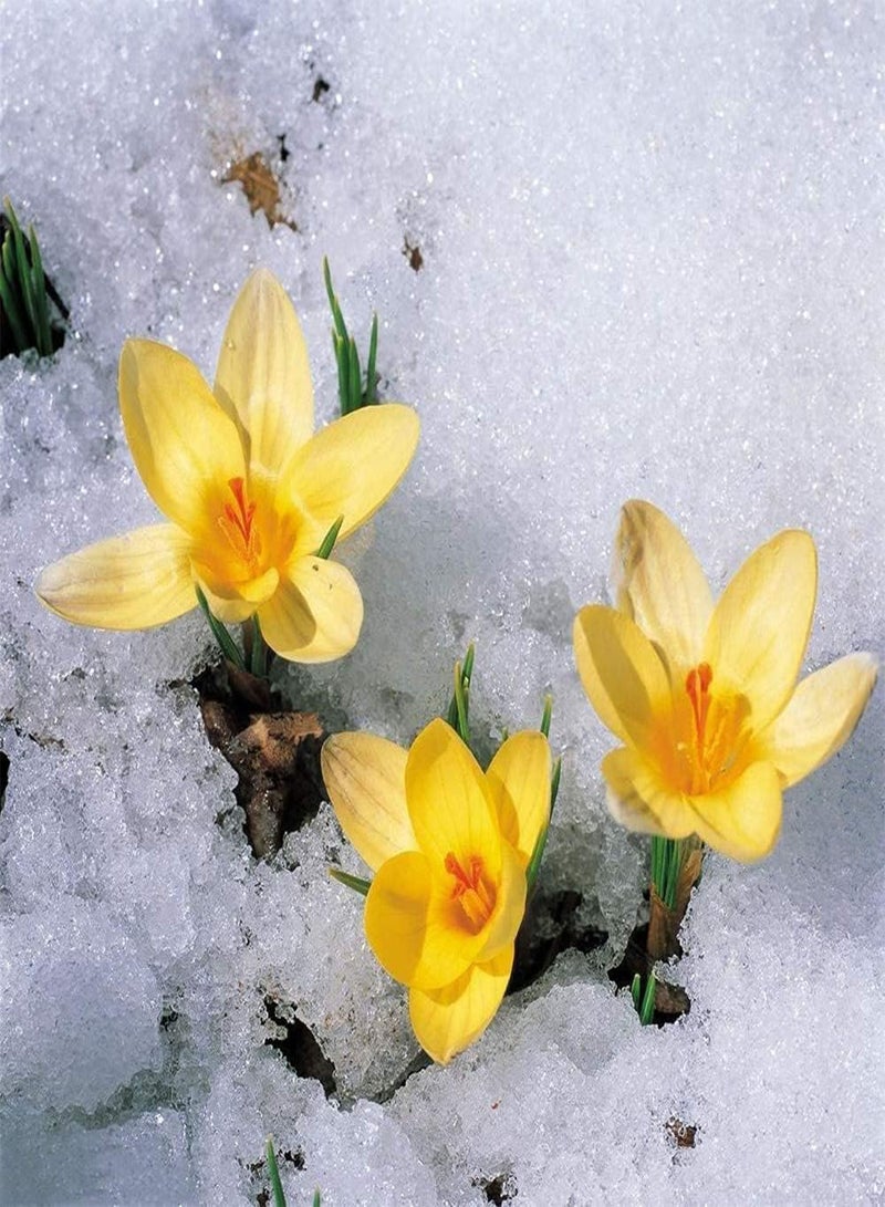 GGOOT 2pcs Saffron seeds for Outdoor Home Planting Beautiful Landscape in Winter Strong Adaptability Garden DIY Ideal Gardening - Image 3