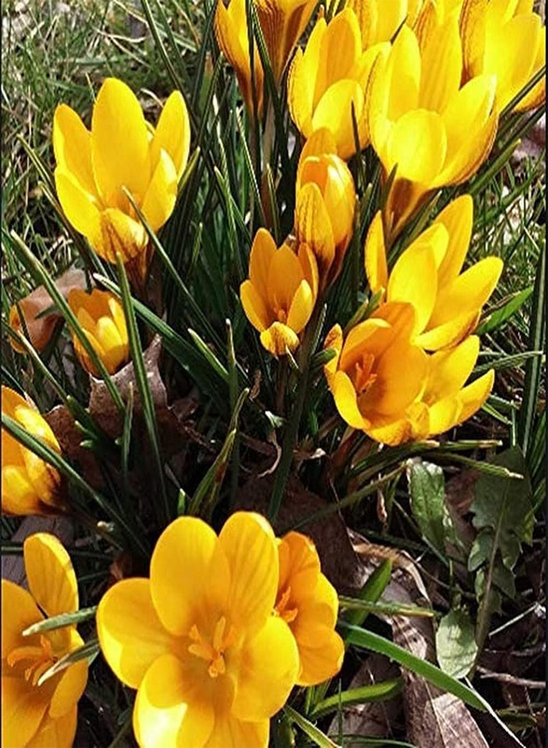 GGOOT 2pcs Saffron seeds for Outdoor Home Planting Beautiful Landscape in Winter Strong Adaptability Garden DIY Ideal Gardening - Image 1