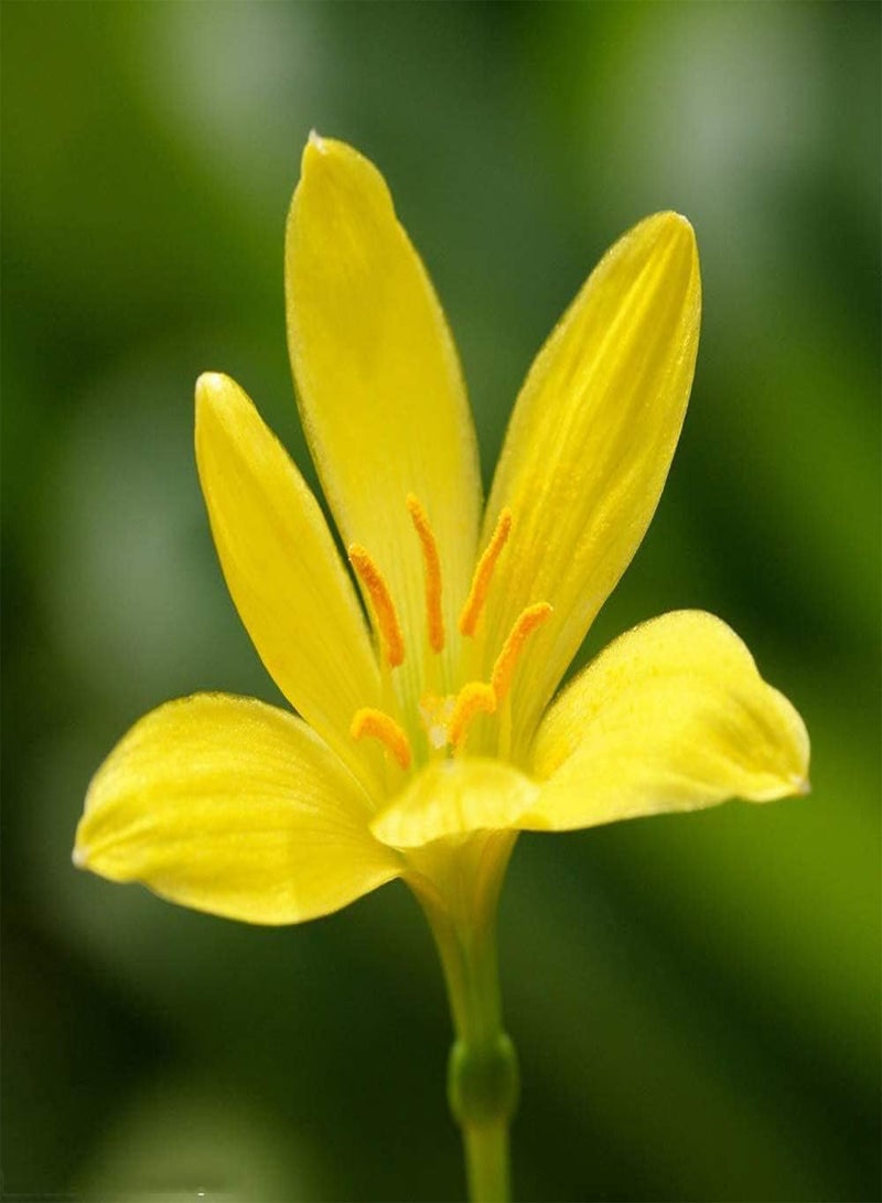 GGOOT 2pcs Saffron seeds for Outdoor Home Planting Beautiful Landscape in Winter Strong Adaptability Garden DIY Ideal Gardening - Image 2