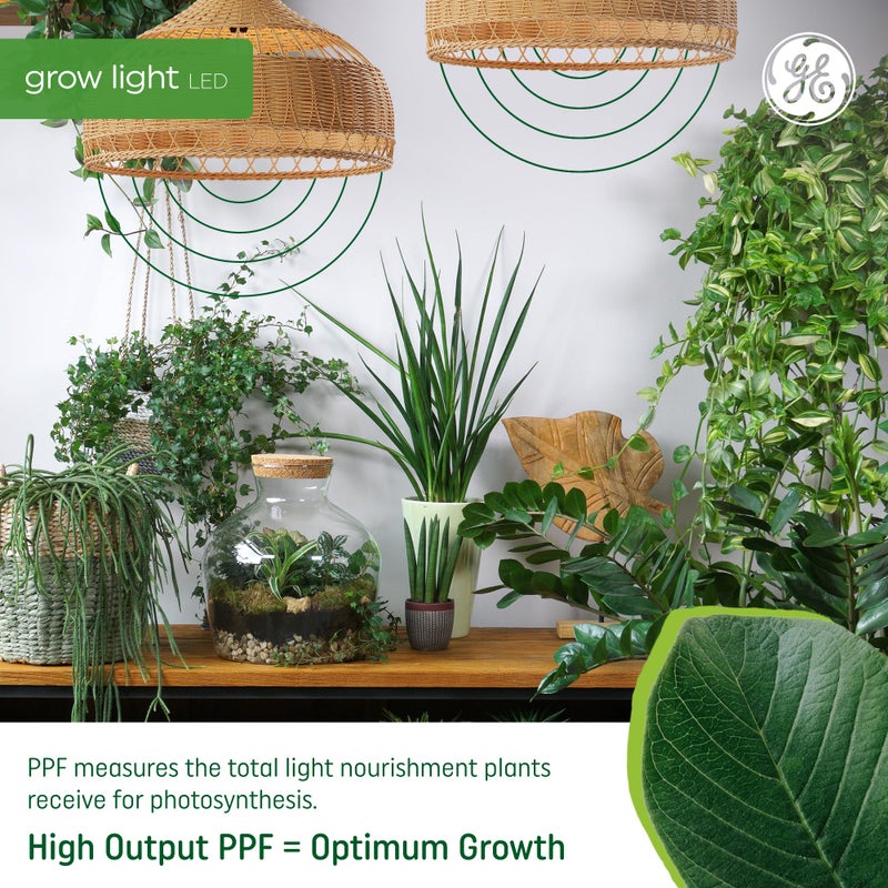 GE GE Grow LED Light Bulb, PAR38 Flood Light, Indoor LED Grow Lights for Flowers and Fruit, Advanced Red Light Spectrum, 25,000 Hour Lifespan, 50 PPF, 1 Pack (Packaging May Vary)  - Image 3