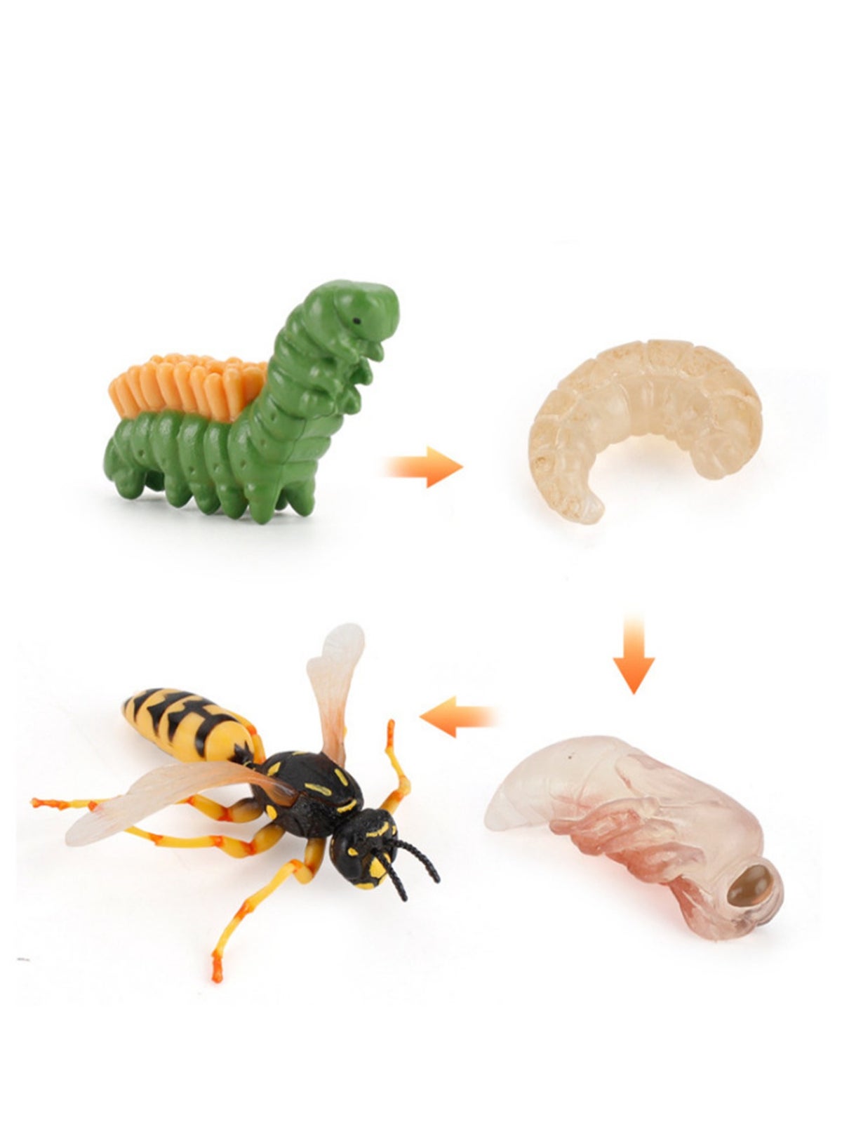 Generic Four-Piece Bumblebee Growth Cycle Model Model, Realistic Animal ...