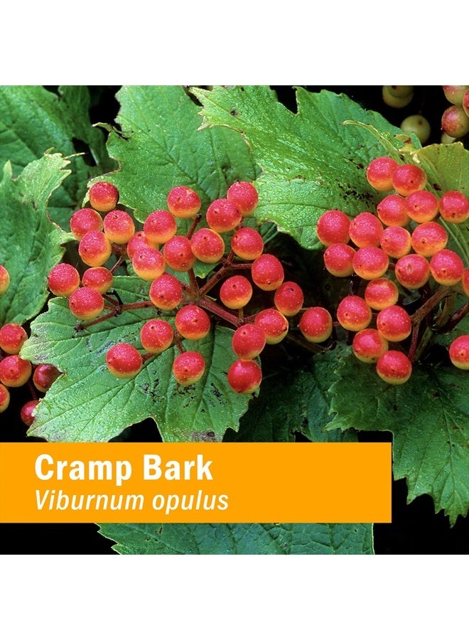 HERB PHARM Cramp Bark Liquid Extract for Musculoskeletal Support - 4 Ounce - Image 2