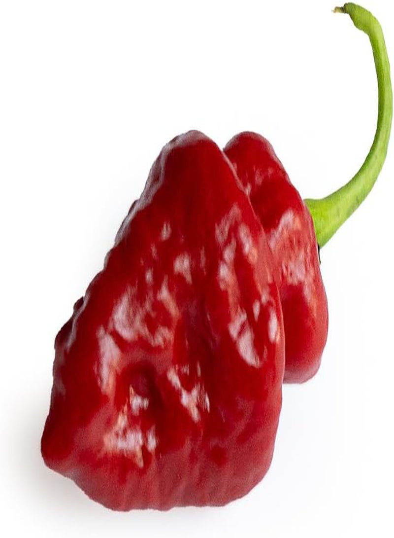 GGOOT NAI Miris (Sri Lankan Scotch Bonnet) pcs 10 Chilli Seeds