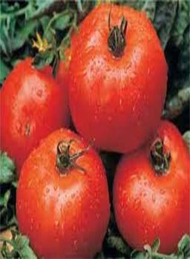 GGOOT Tomato Ace 55 VF Great Heirloom Garden Vegetable by  1 g Seeds